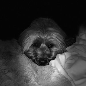 Meet your Posher, Ben